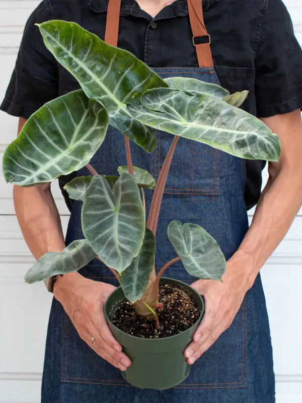 Alocasia Pink Dragon — additional view