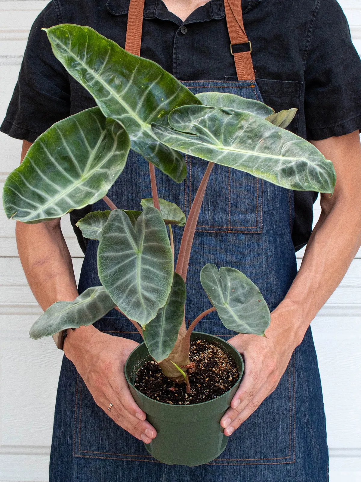 Alocasia Pink Dragon — additional view
