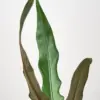 Alocasia 'Purple Sword' houseplant