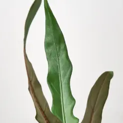 Alocasia 'Purple Sword' houseplant