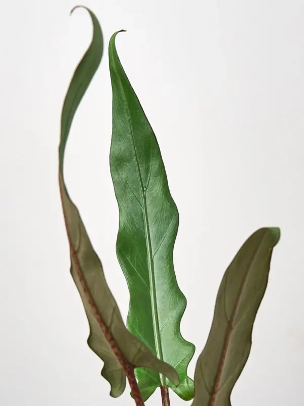 Alocasia 'Purple Sword' houseplant