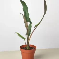 Alocasia 'Purple Sword' — additional view