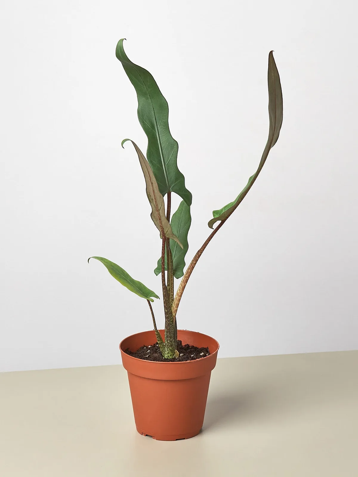 Alocasia 
