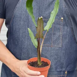Alocasia 'Purple Sword' — additional view