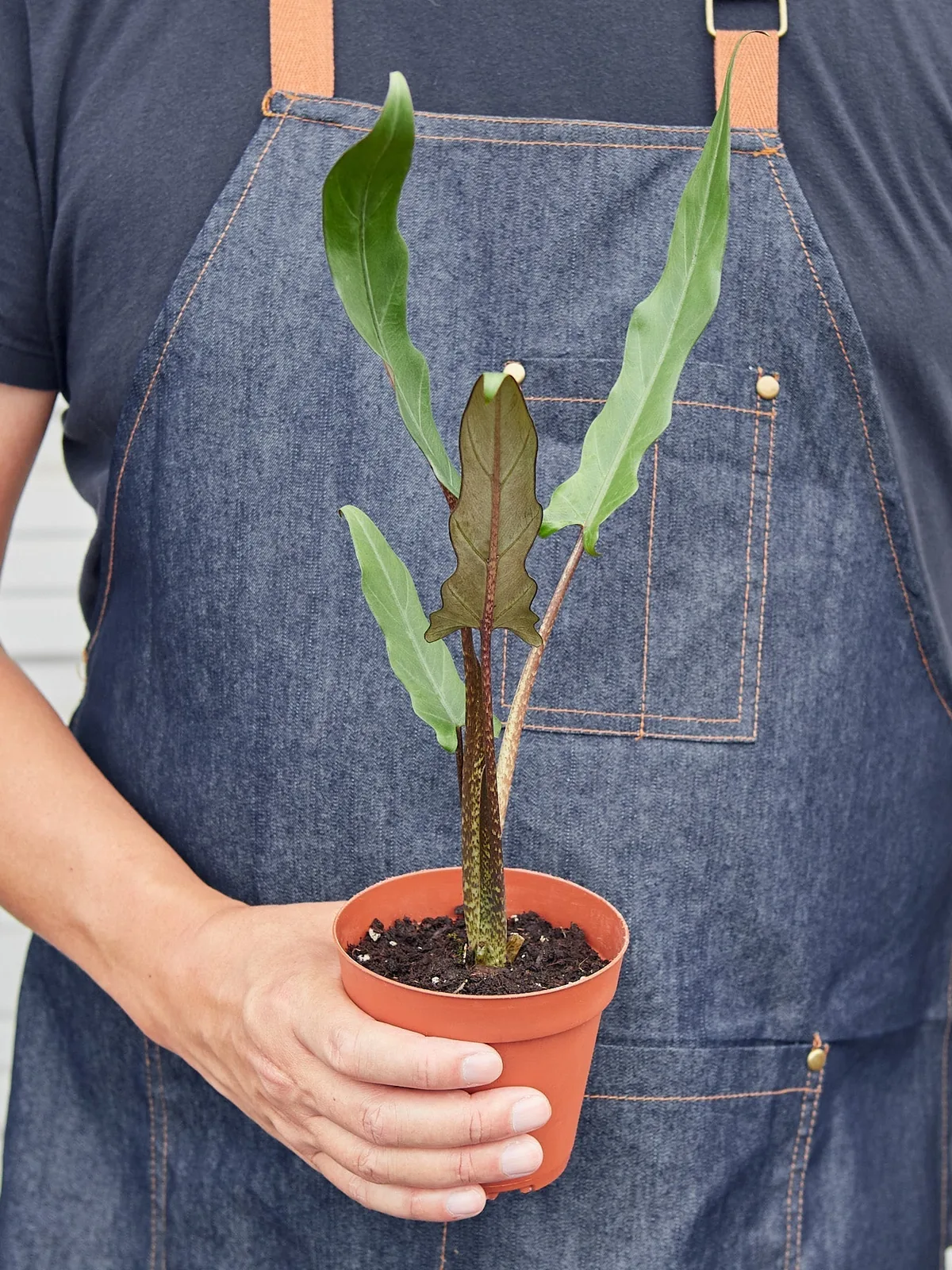Alocasia 