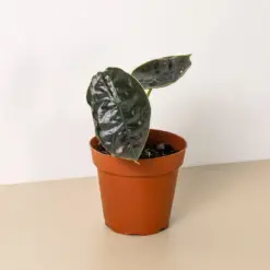 Alocasia 'Red Mambo' houseplant