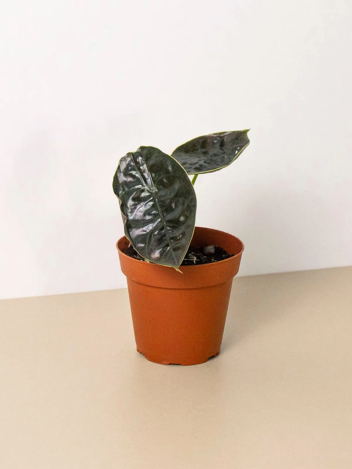 Alocasia 