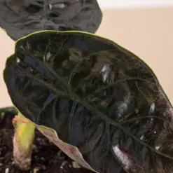 Alocasia 'Red Mambo' — additional view