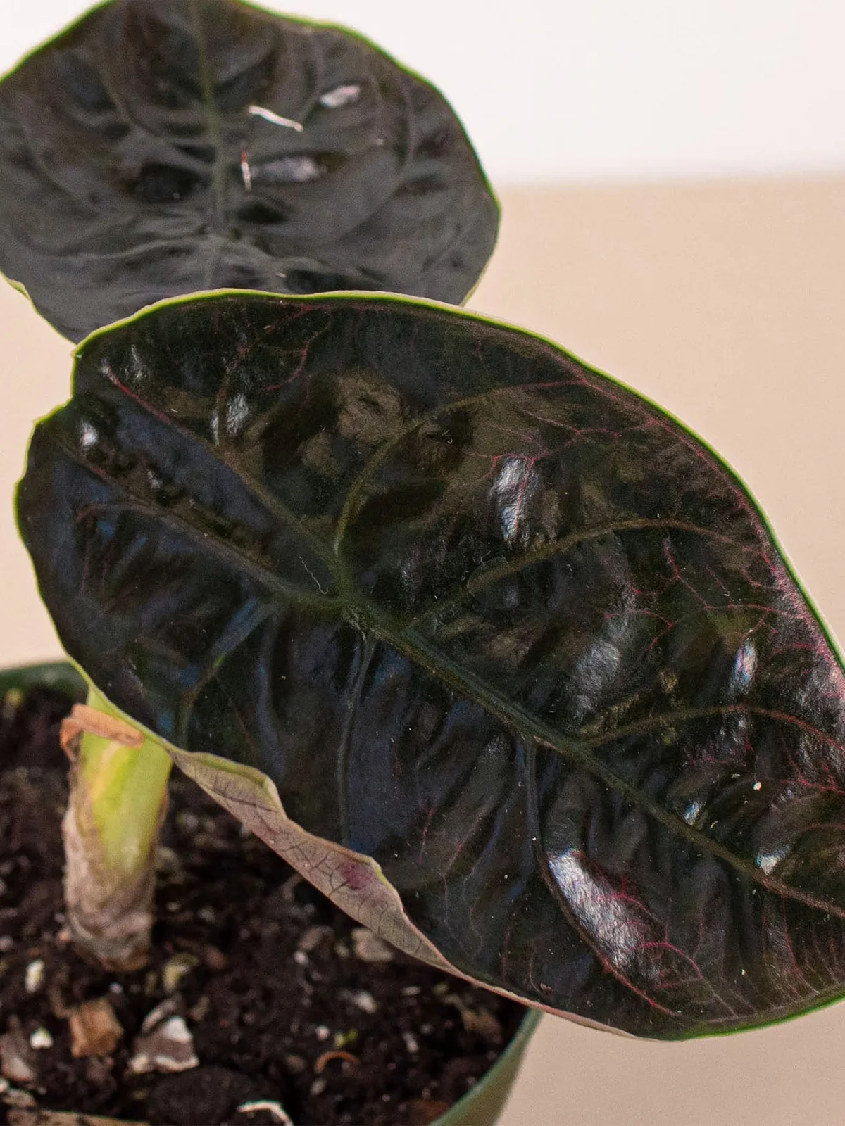 Alocasia 