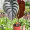 Alocasia 'Red Secret' houseplant