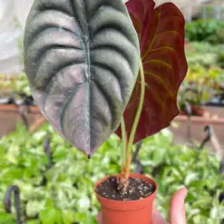 Alocasia 'Red Secret' houseplant