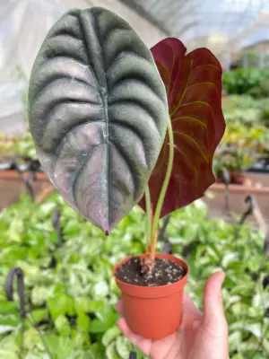 Alocasia 'Red Secret' houseplant
