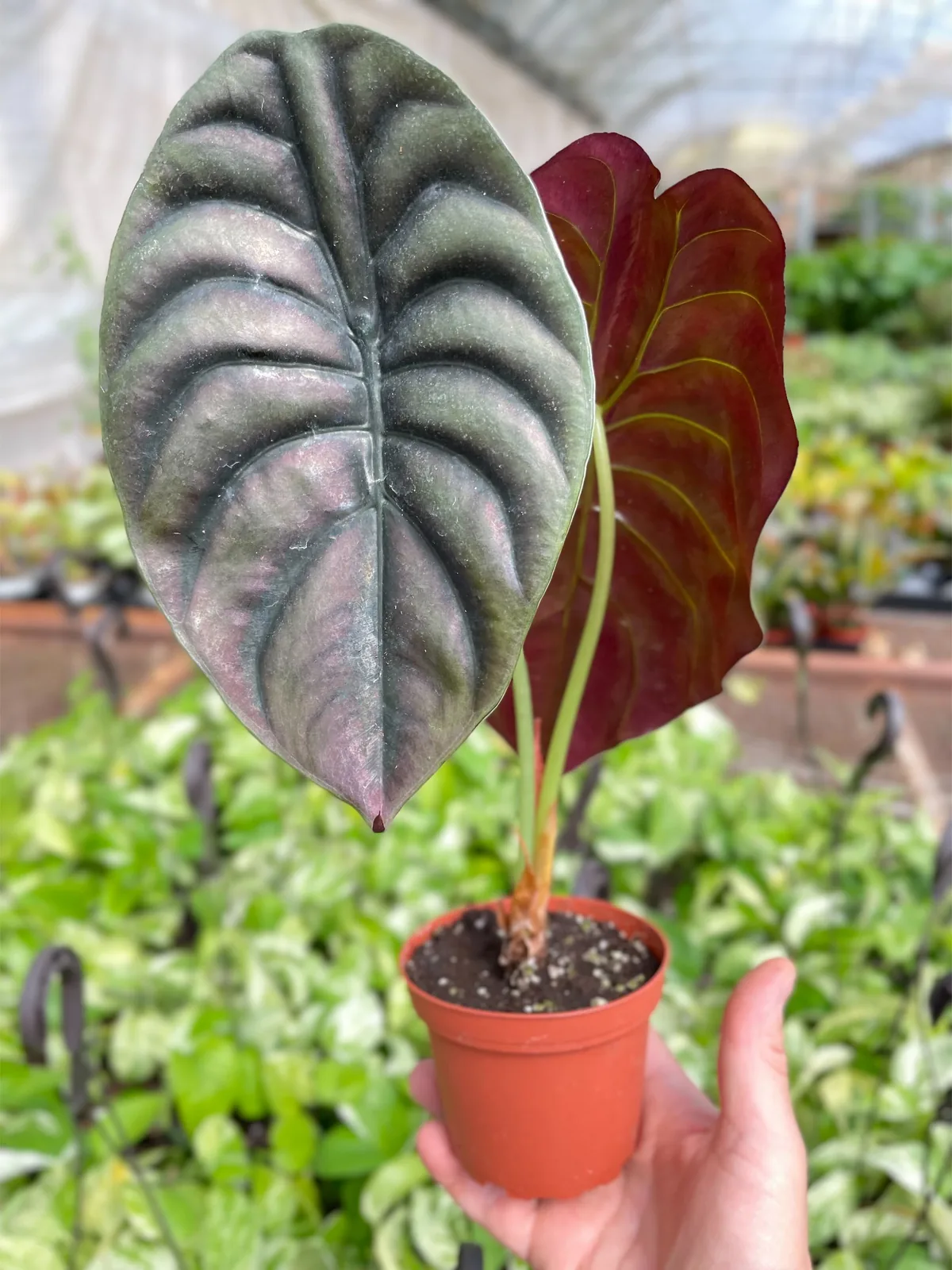 Alocasia 