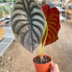 Alocasia 'Red Secret' — additional view