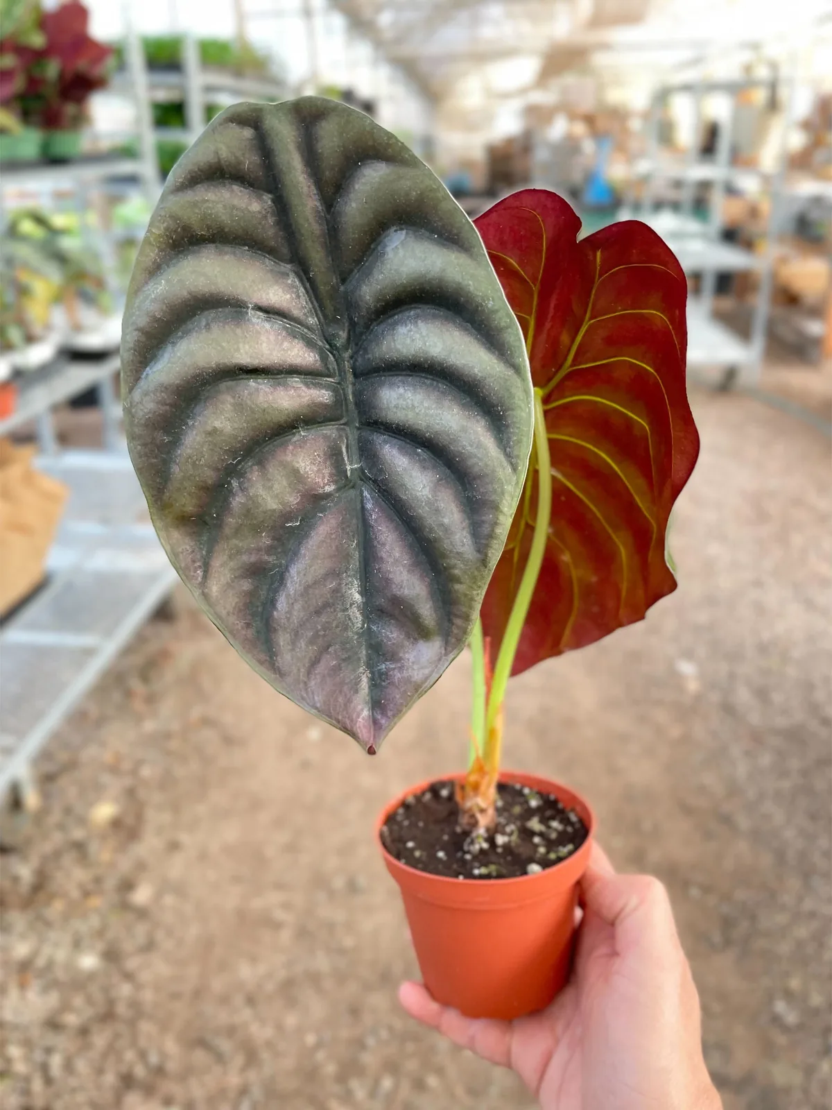 Alocasia 