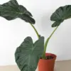 Alocasia 'Regal Shield' houseplant