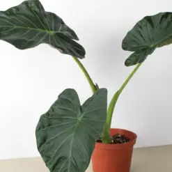 Alocasia 'Regal Shield' houseplant