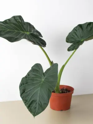 Alocasia 'Regal Shield' houseplant