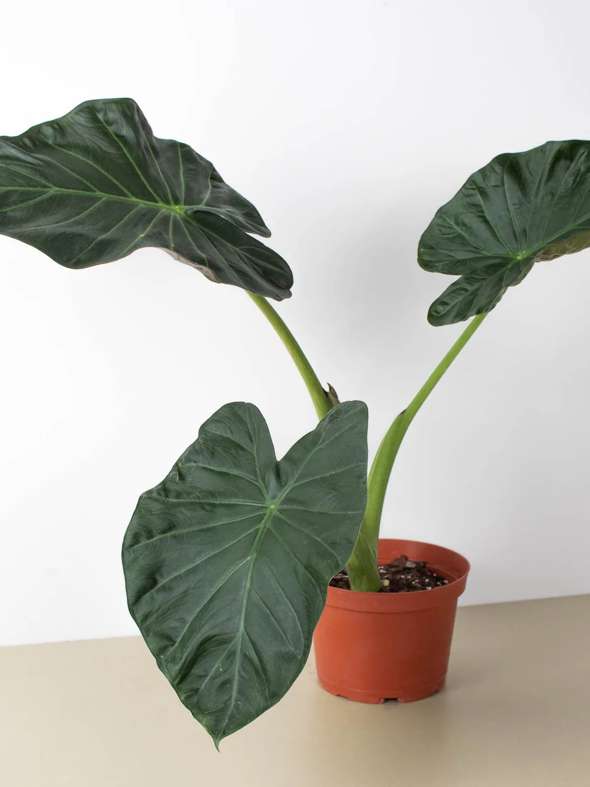 Alocasia 