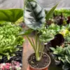 Alocasia 'Reversa' houseplant