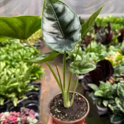 Alocasia 'Reversa' houseplant