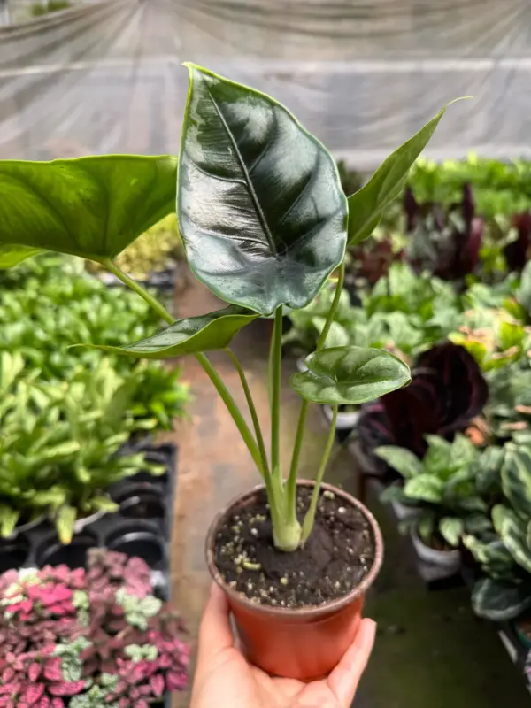 Alocasia 'Reversa' houseplant