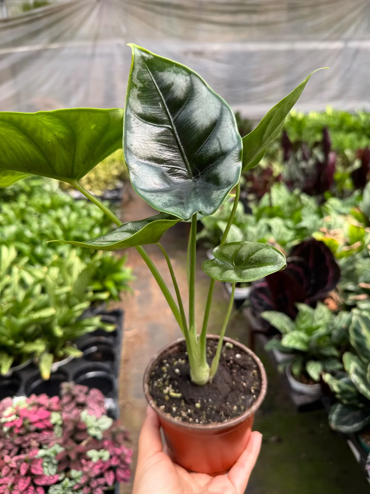 Alocasia 