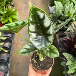 Alocasia 'Reversa' — additional view