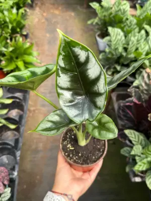 Alocasia 'Reversa' — additional view