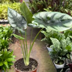 Alocasia 'Reversa' — additional view