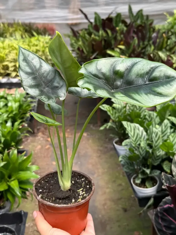 Alocasia 'Reversa' — additional view