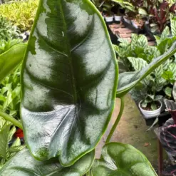 Alocasia 'Reversa' — additional view