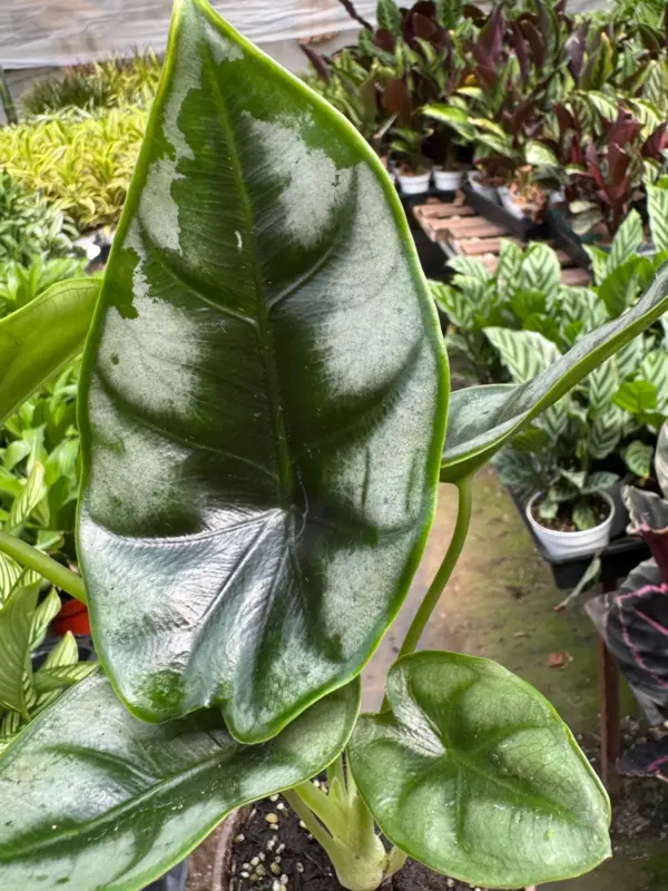 Alocasia 'Reversa' — additional view