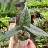 Alocasia 'Scalprum' houseplant