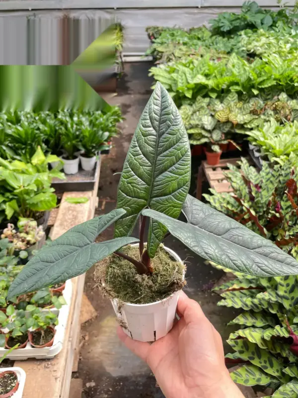 Alocasia 'Scalprum' houseplant
