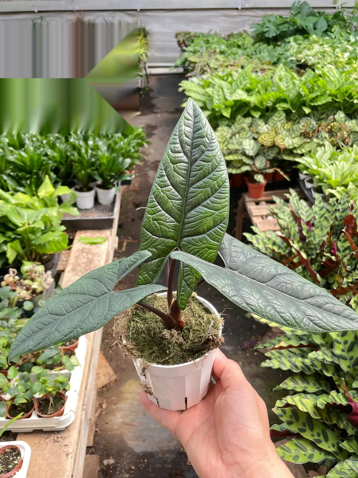 Alocasia 
