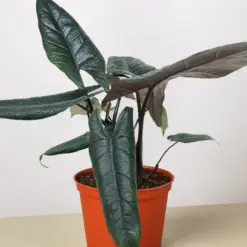 Alocasia 'Scalprum' — additional view