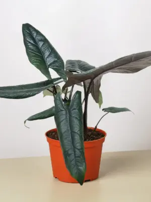 Alocasia 'Scalprum' — additional view