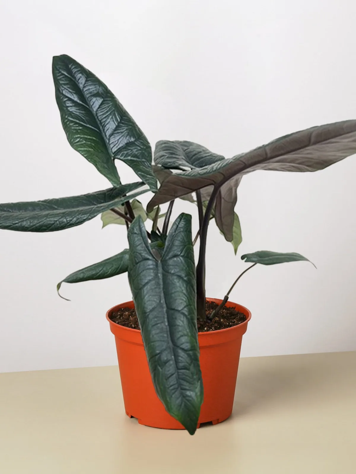 Alocasia 