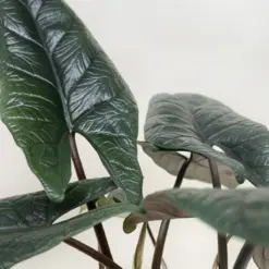 Alocasia 'Scalprum' — additional view