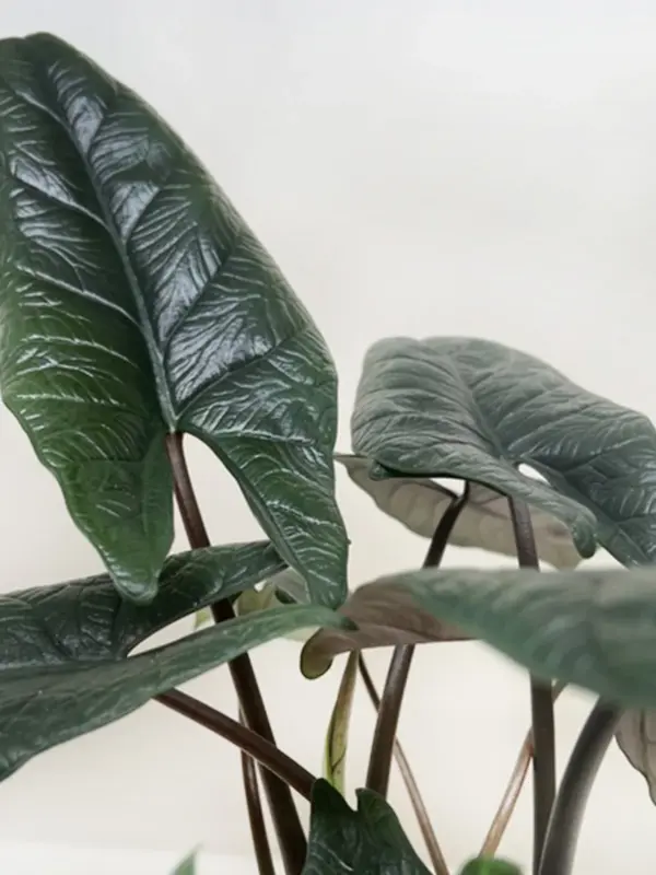Alocasia 'Scalprum' — additional view