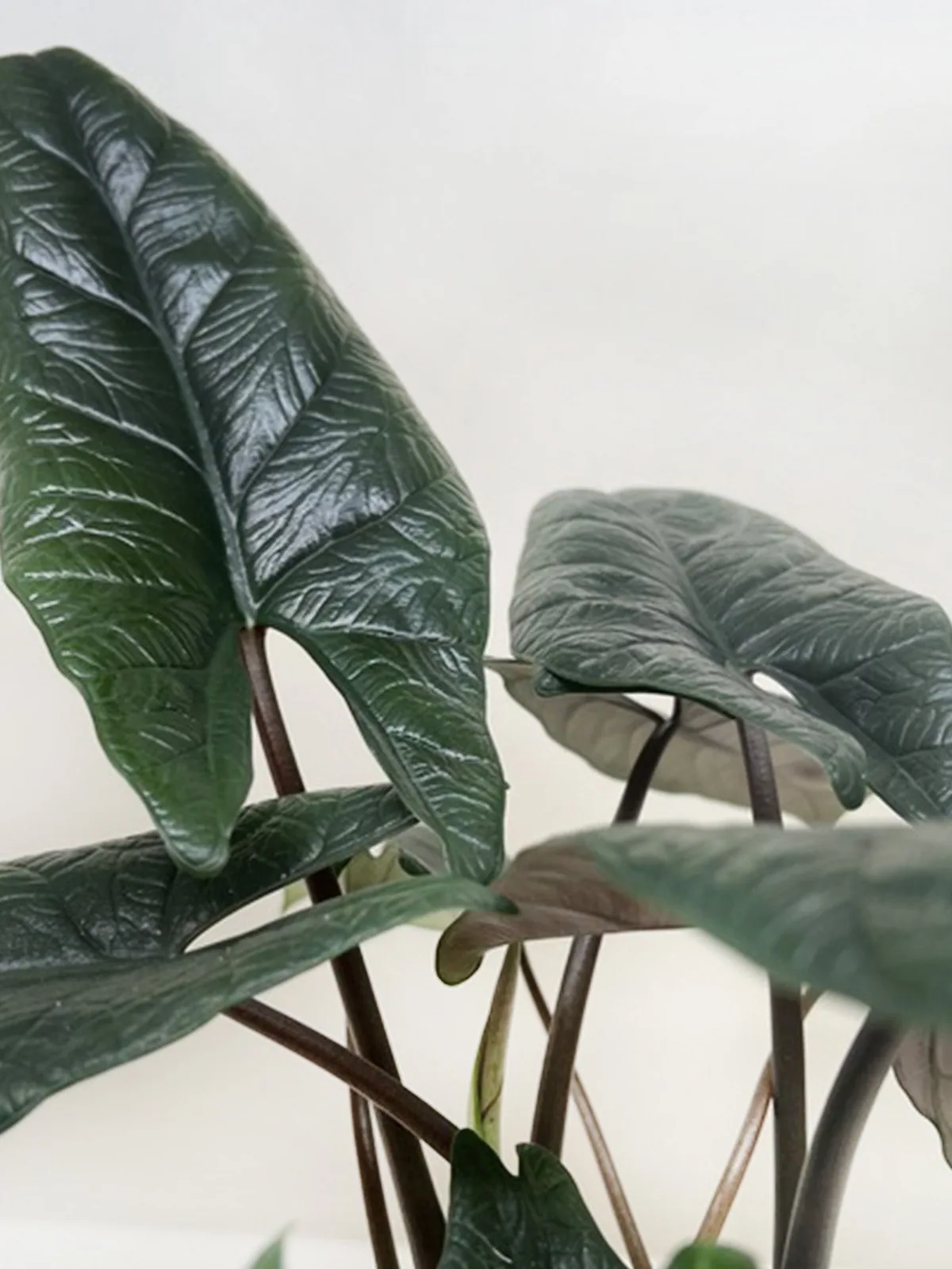 Alocasia 