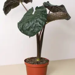 Alocasia 'Serendipity' houseplant