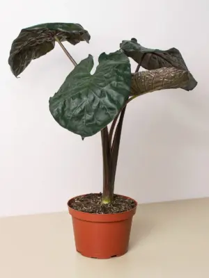 Alocasia 'Serendipity' houseplant