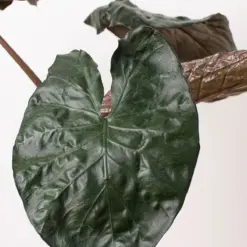 Alocasia 'Serendipity' — additional view