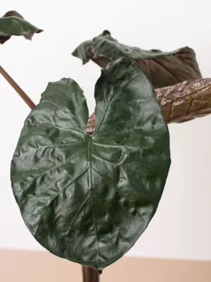 Alocasia 'Serendipity' — additional view