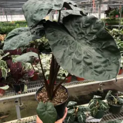 Alocasia 'Serendipity' — additional view