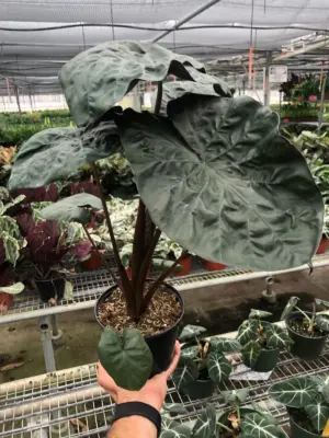 Alocasia 'Serendipity' — additional view