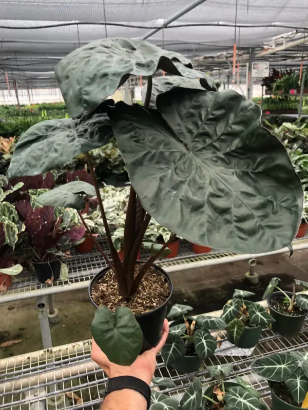 Alocasia 'Serendipity' — additional view