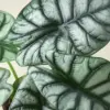 Alocasia 'Silver Dragon' houseplant